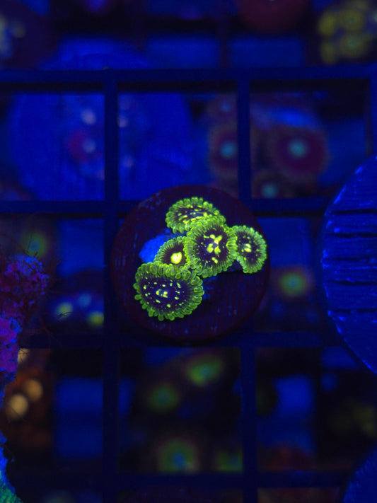 Exosphere Zoas