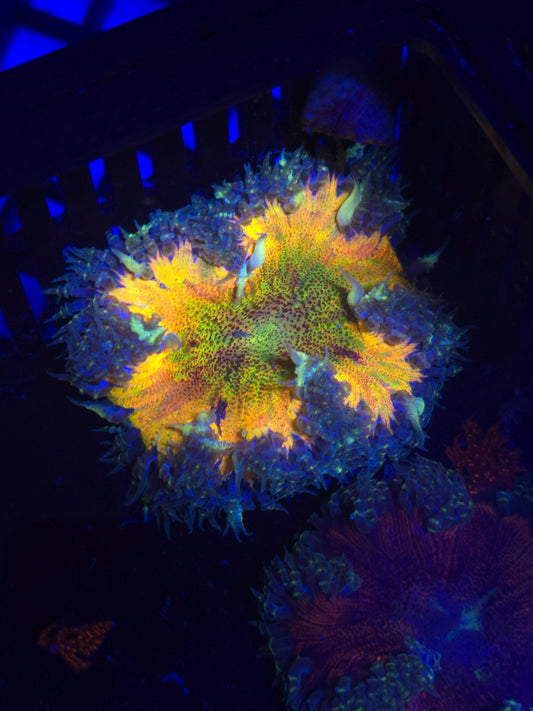 Rainbow Splatter RFA