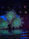 Duncan Coral 2 Heads