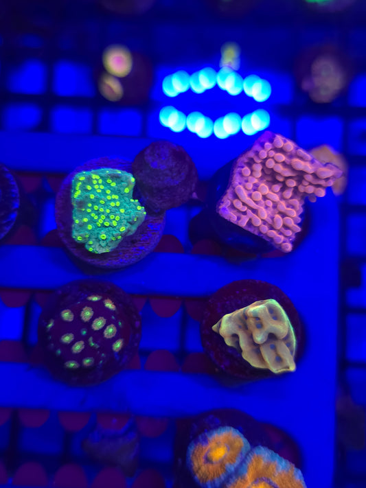 Beginner SPS Pack
