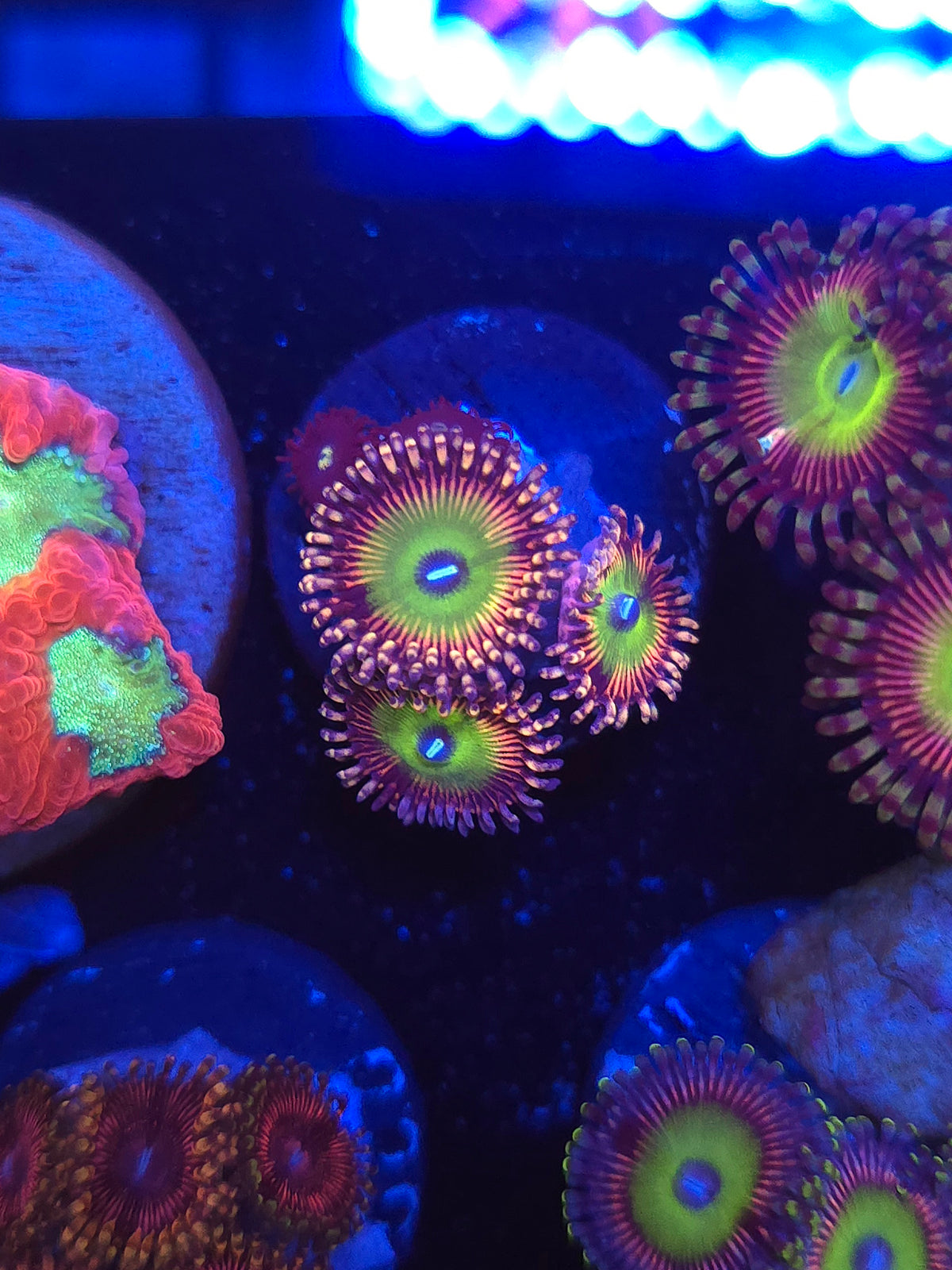 DDA Bowsers Bride Zoas