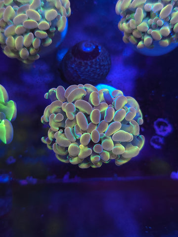 Rainbow Hologram Hammer