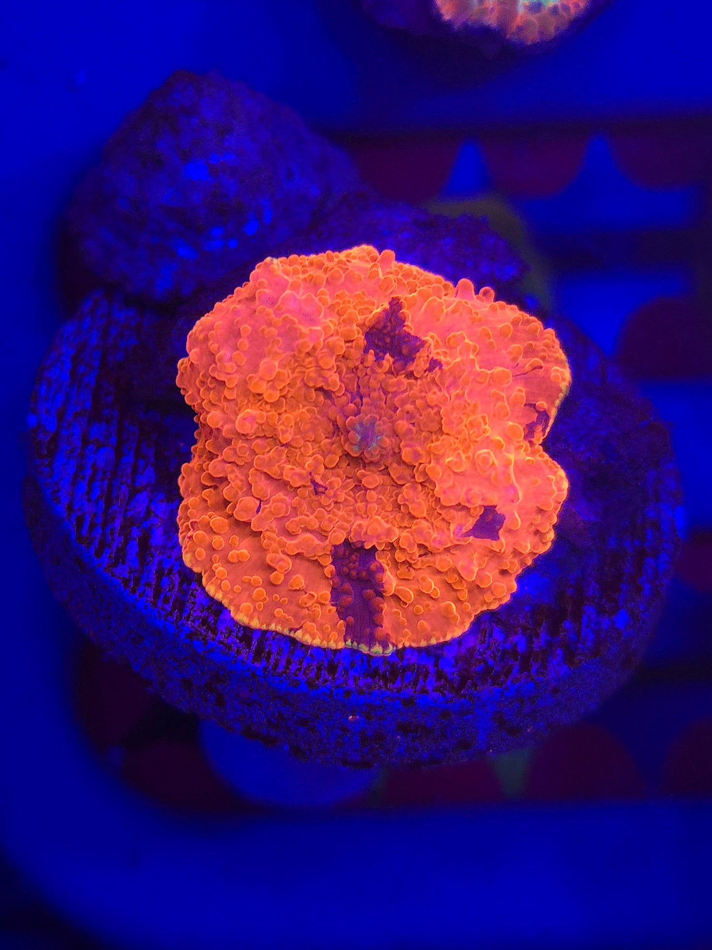 Orange Rim Deadpool Jawbreaker Mushroom