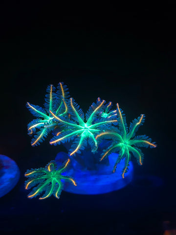 Fireworks Clove Polyps (Extra Bright)