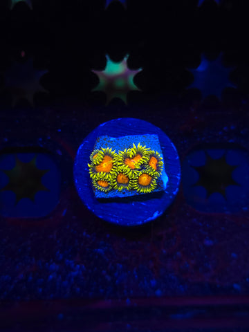 Super Saiyan Zoas