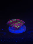 WWC Electric Daisy Stylocoeniella