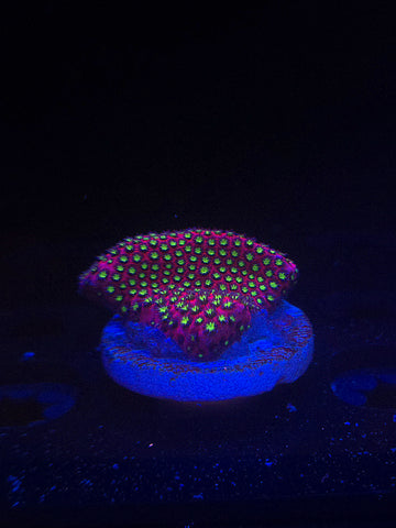 WWC Electric Daisy Stylocoeniella