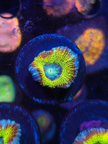 DDA Giltter Bomb Asian Acan