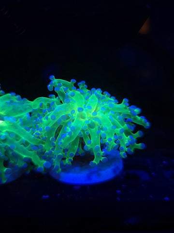 Frogspawn