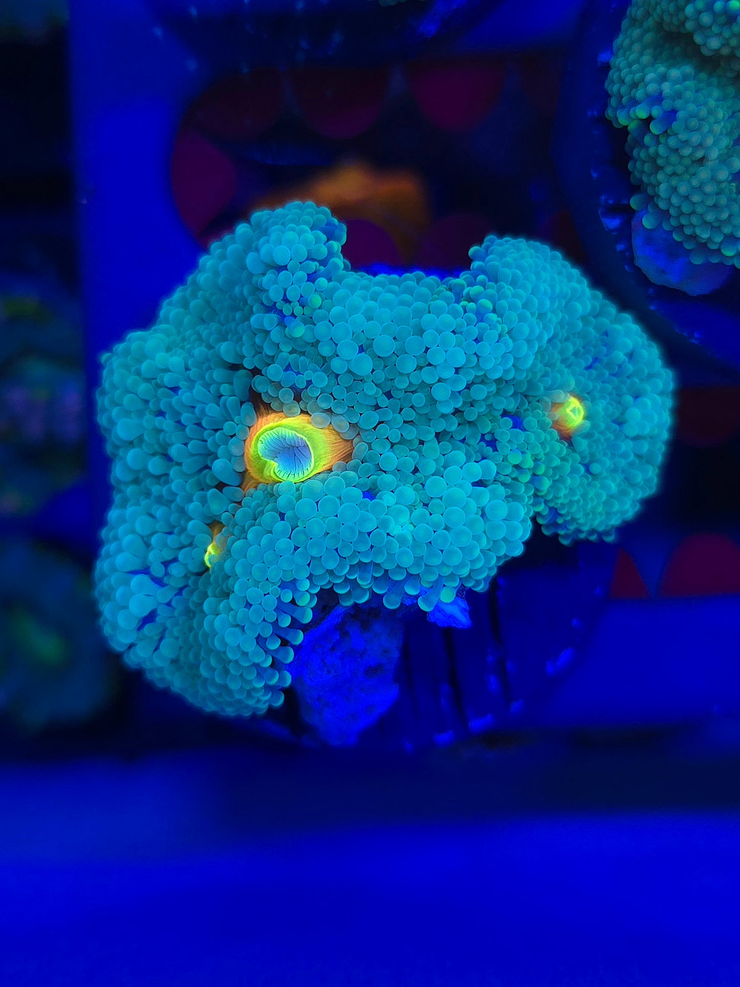 Teal Ricordia Mushroom