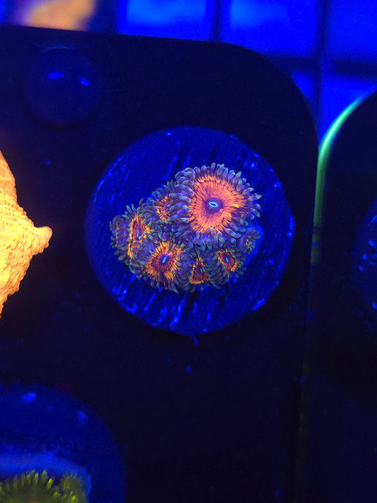 Armor of God Zoas