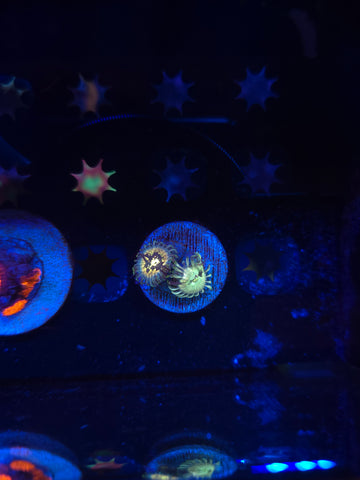 Hawaiian Ding Dang Zoas