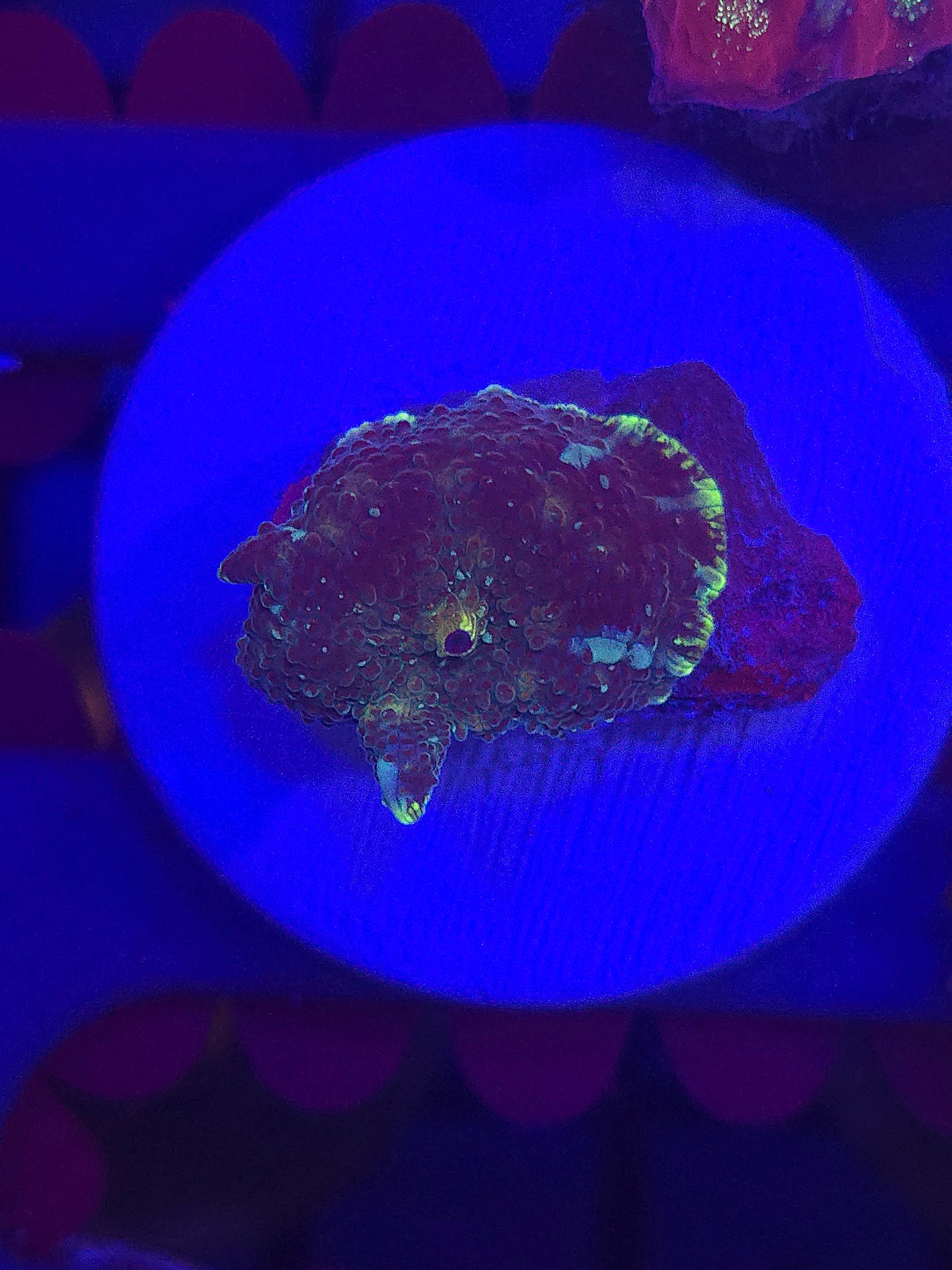 Neon Rim Discosoma Mushroom
