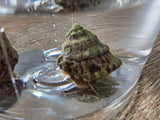 Astrea Turbo Snails