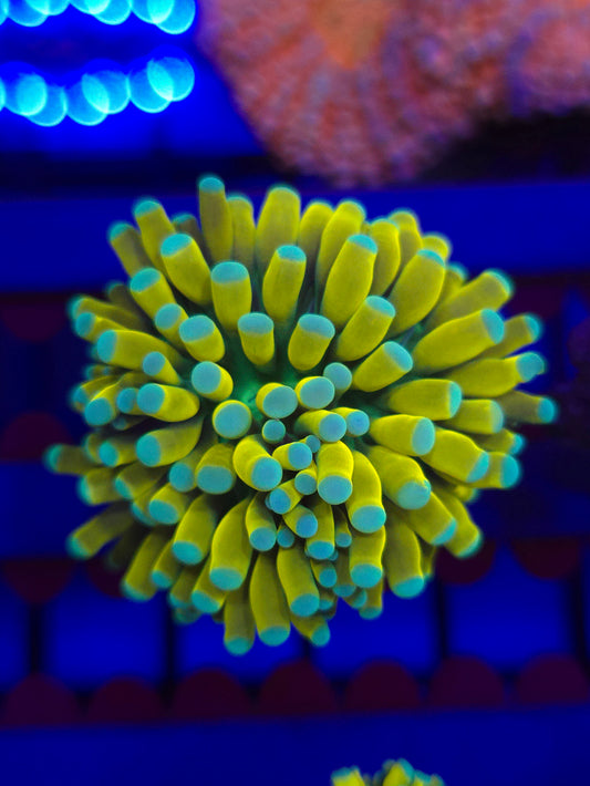 OG Banana Torch