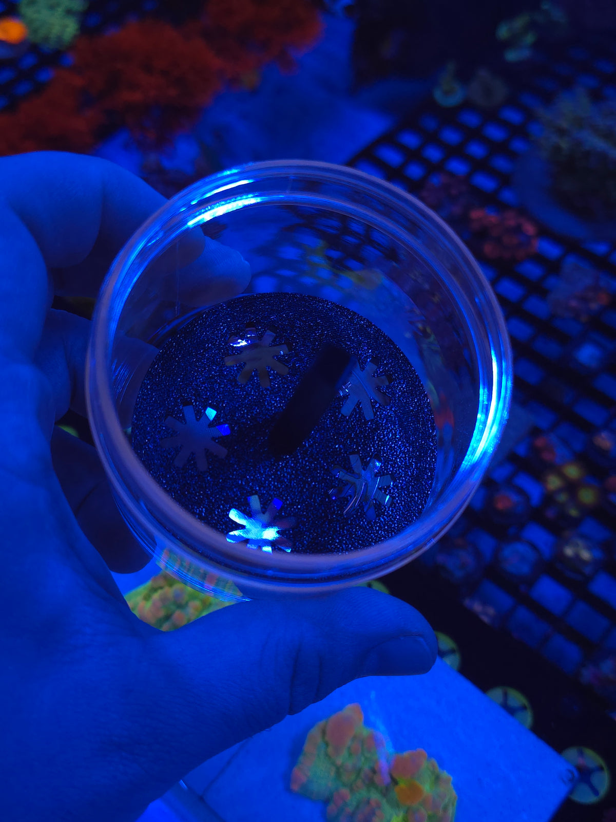 Coral Shipping Cup