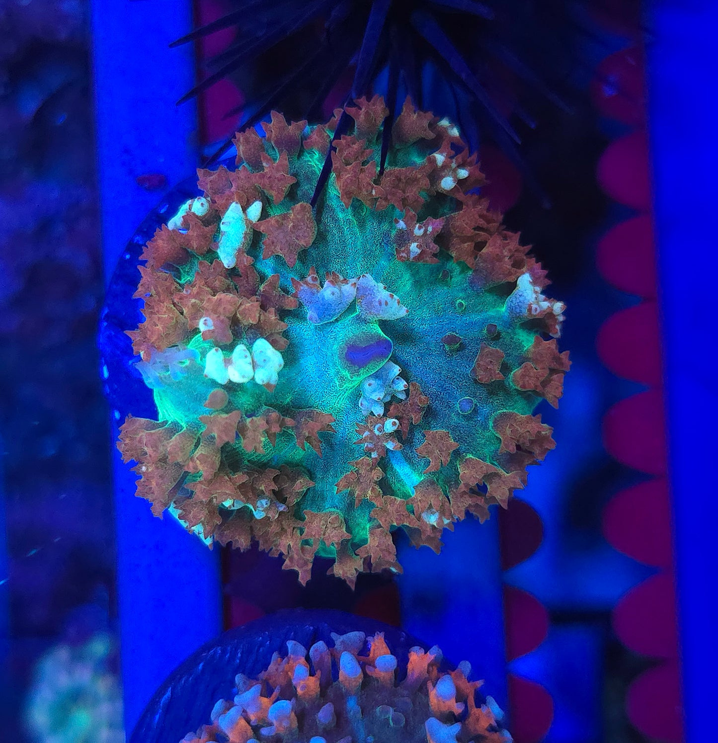 St. Thomas Mushroom