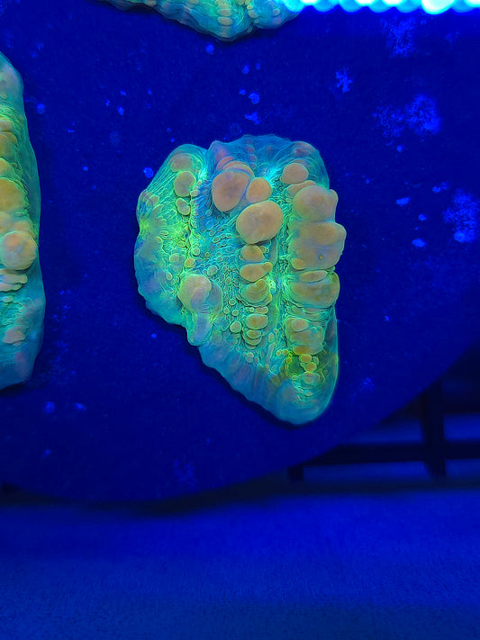 WWC Cosmic Candy Bounce Chalice