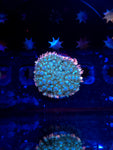 Reverse Frankenstein Bounce Mushroom