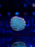 Reverse Frankenstein Bounce Mushroom