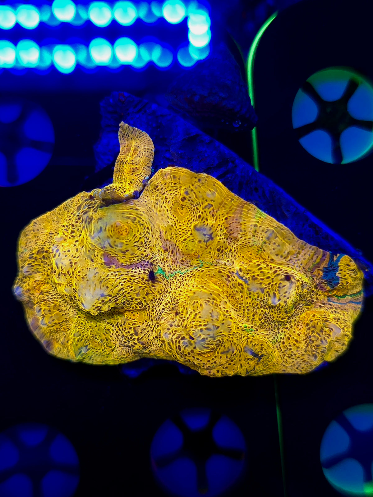 Rainbow Chalice Colony