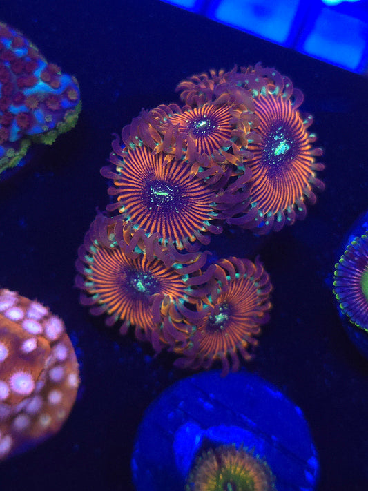 DDA Tropicali Zoas