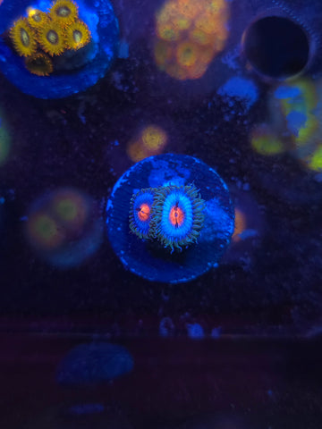 Miami Vice Zoas