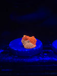Jawbreaker Mushroom (50/50)