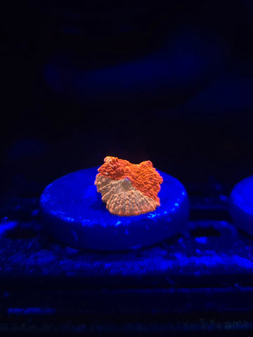 Jawbreaker Mushroom (50/50)