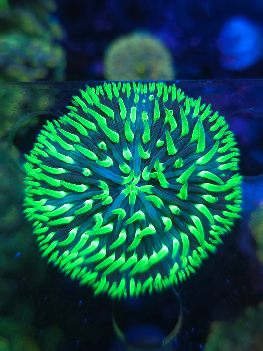 Neon Fungia Plate Coral