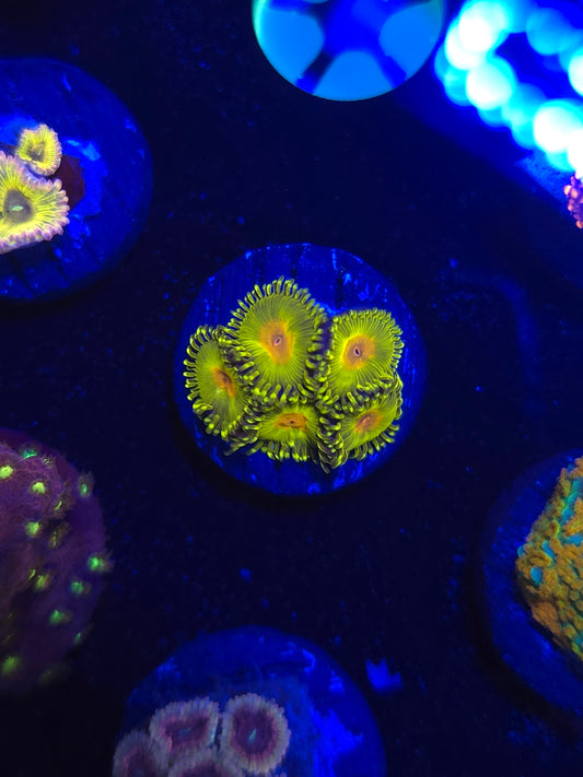 Golden God Zoas