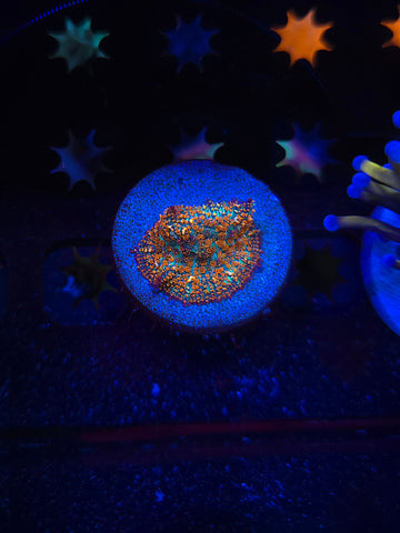 Forest Fire Mushroom