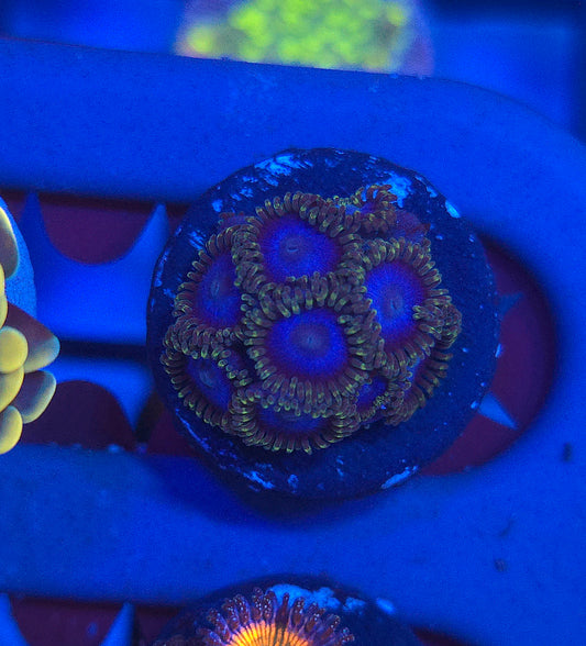 Blue Tubbs Zoas