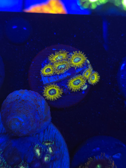Pikachu Zoas