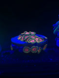 Awesome Blossom Zoanthid Mini Colony