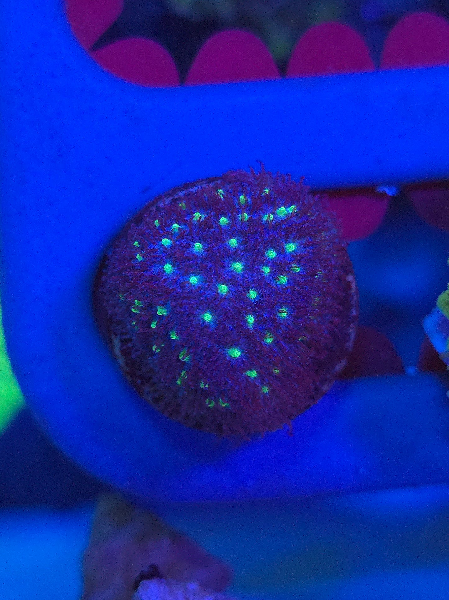 Starry Night Leptastrea