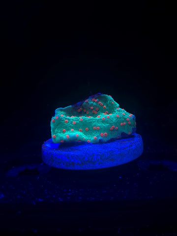 Seasons Greetings Montipora