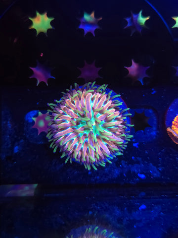 Bubble Gum Blast Fungia Plate Coral