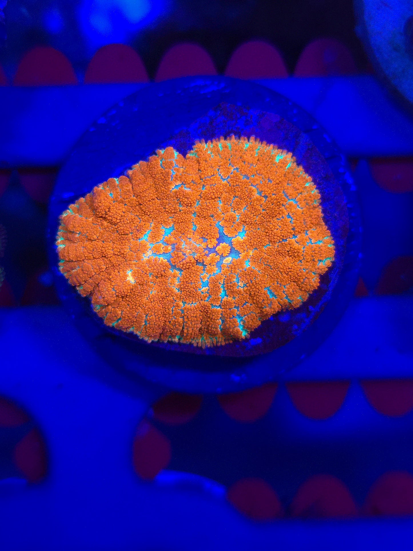 Forest Fire Mushroom