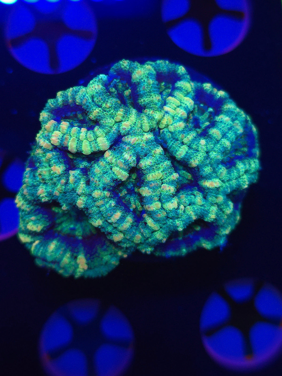 Ultra Acans Mini Colony
