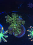 Acropora Tenuis