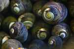 Margarita Snails