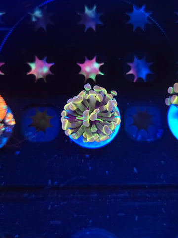 Hologram Hammer Single