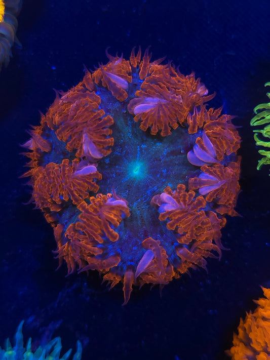 Ultra Rock Flower Anemone RFA