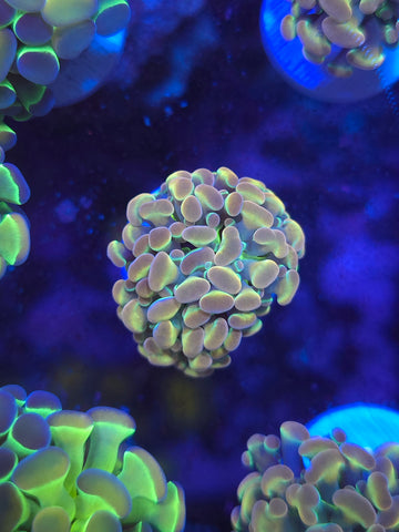 Rainbow Hologram Hammer