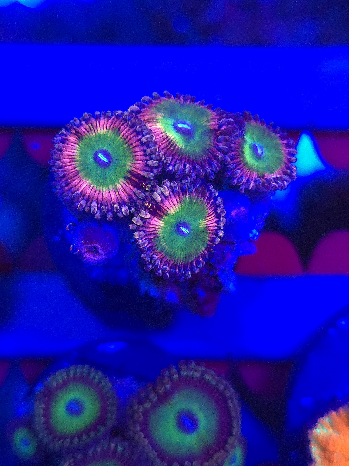 DDA Hubba Bubba Zoas