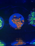 Awesome Blossom Zoanthid Mini Colony