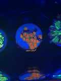 Awesome Blossom Zoanthid Mini Colony