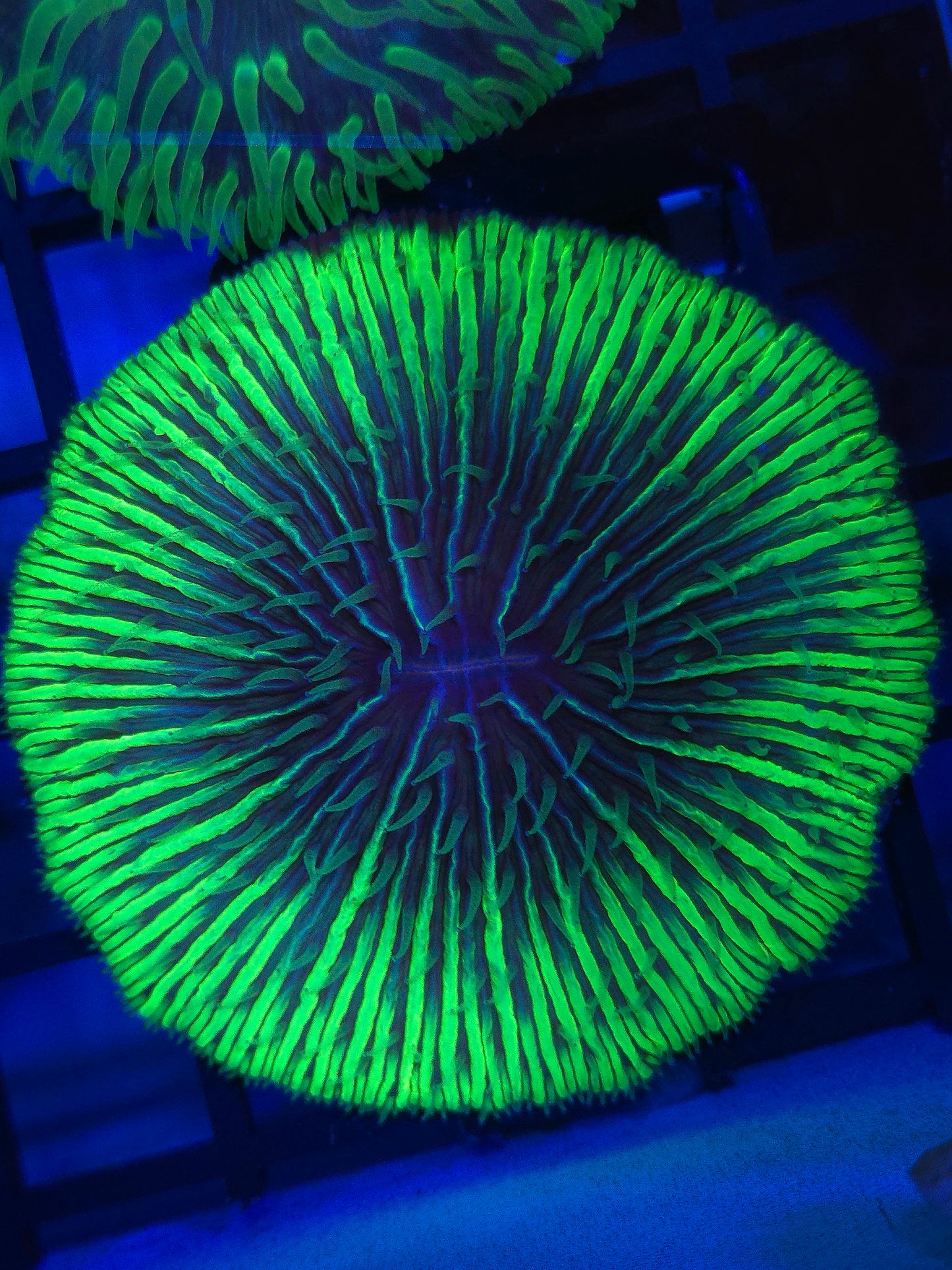 Joker Plate Coral