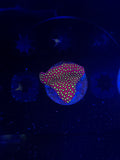 WWC Electric Daisy Stylocoeniella